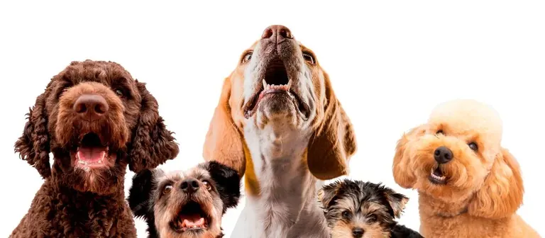 Digital Marketing for Pet Shops and Veterinary Clinics: The Complete Guide Cover image: Digital Marketing for Pet Shops and Veterinary Clinics: The Complete Guide